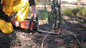 How Our Tree Care Process Works  in  Benbrook, TX